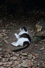 眠りたい