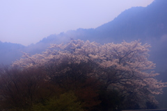 麓
