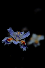 蝶