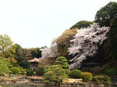 桜の日本庭園