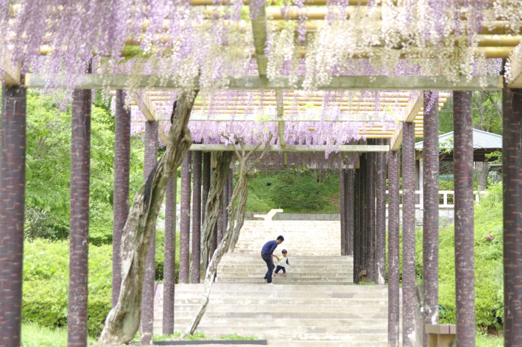藤に見守られて