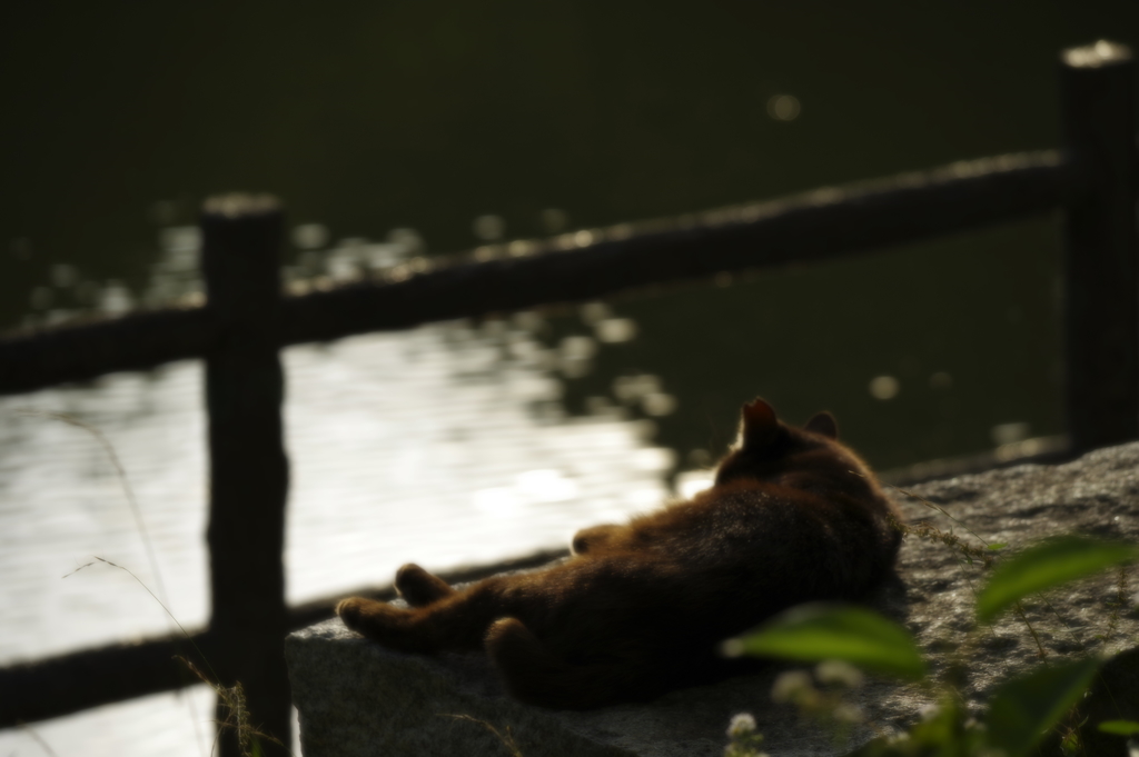 たそがれ野良