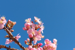 青空と桜