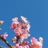 青空と桜