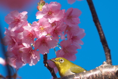 河津桜と食いしん坊