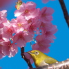河津桜と食いしん坊