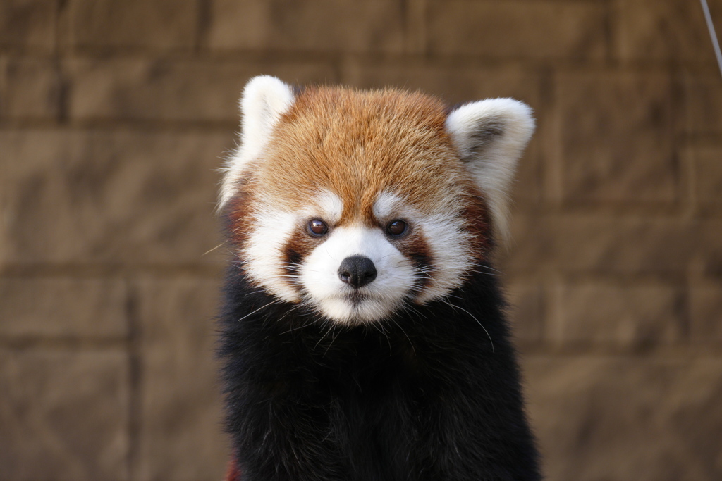 レッサーパンダ