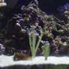 分身のチンアナゴ