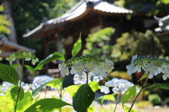 大澤寺①（奈良県五条市）