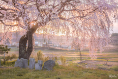 桜の木の下で...