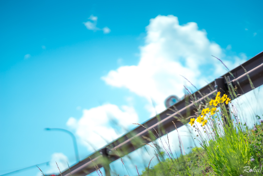 初夏の香り