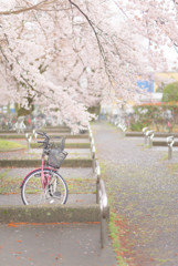 桜と自転車