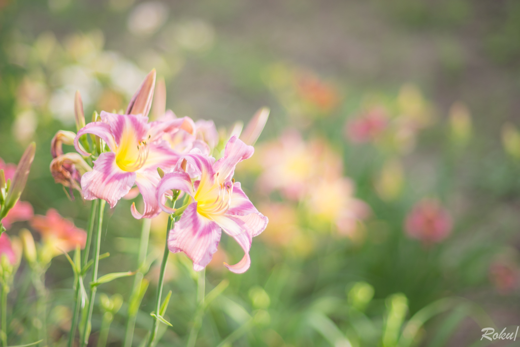 華やかな花