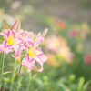 華やかな花