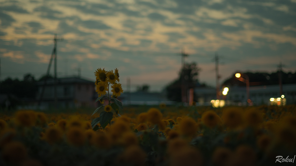 ひと夏の思い出も夕暮れに