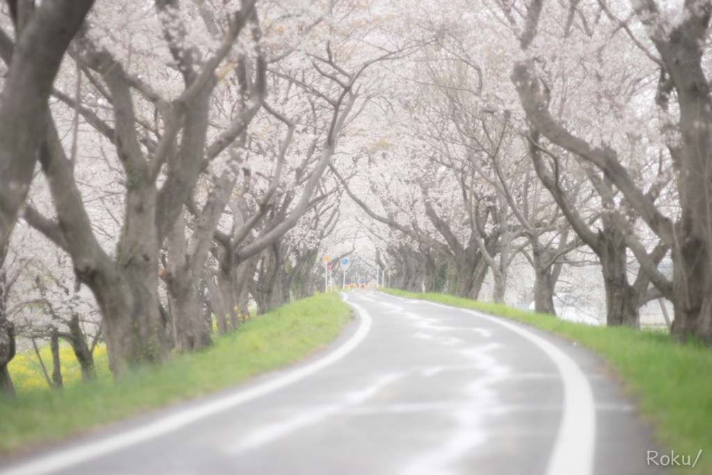 桜のトンネル