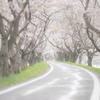 桜のトンネル
