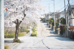 上り坂×桜