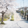 上り坂×桜