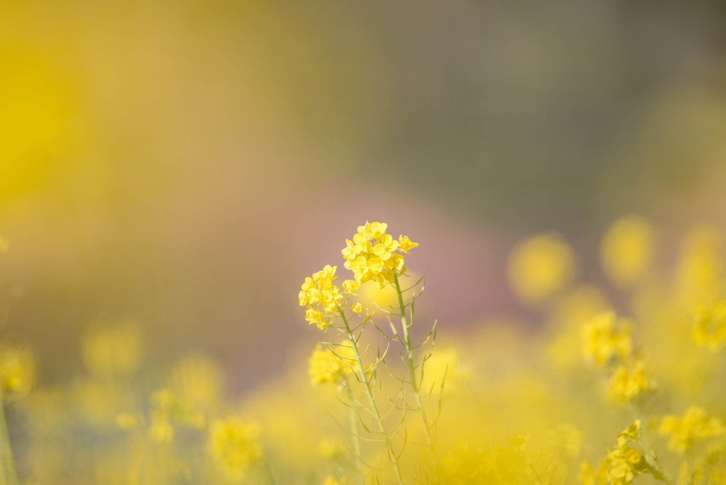 菜の花