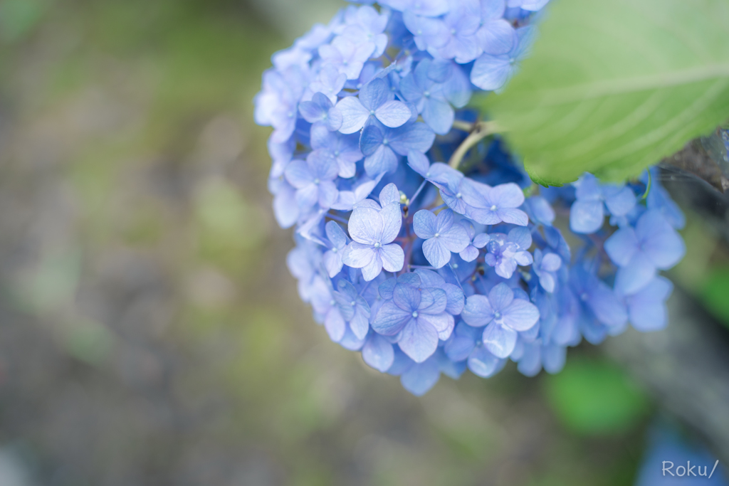 梅雨の美しさ