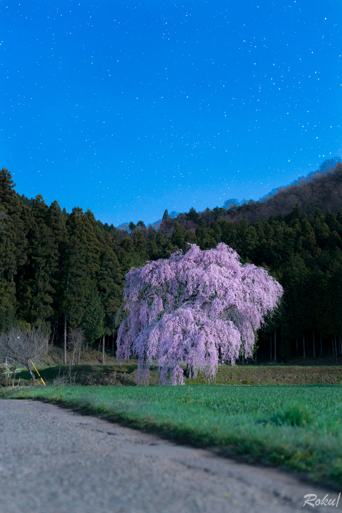 夜桜