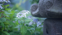 お寺の紫陽花