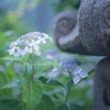 お寺の紫陽花