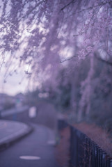 しだれ桜