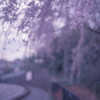 しだれ桜