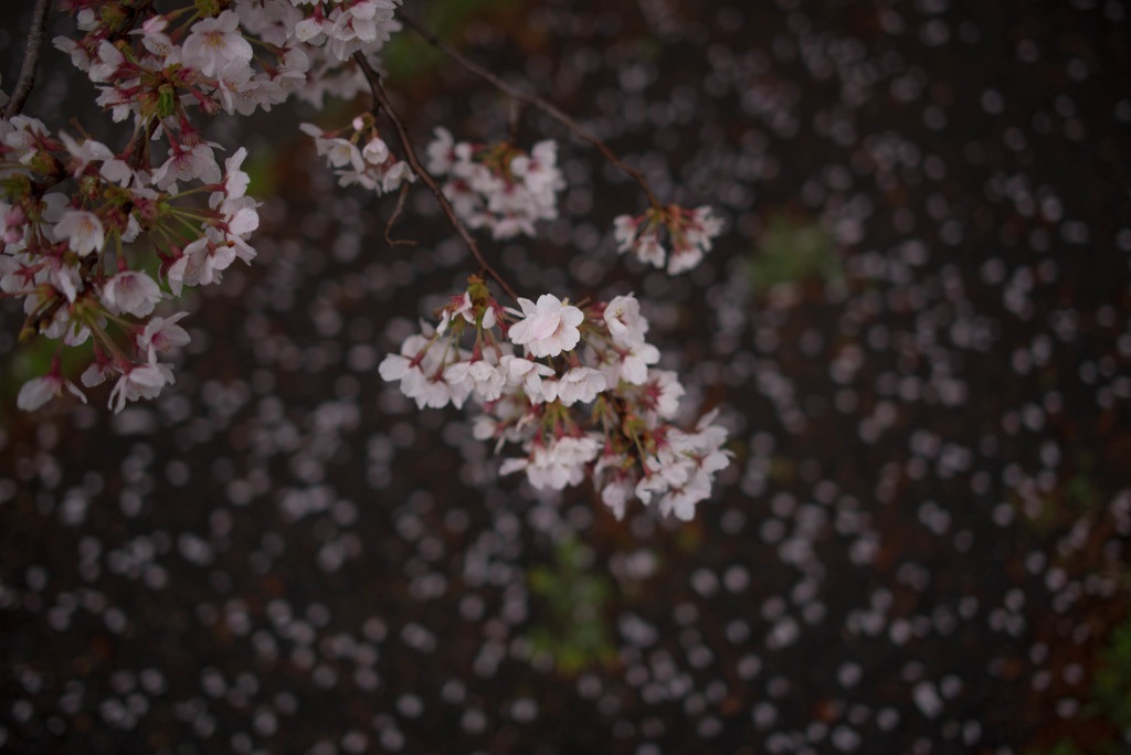 いのち