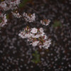 いのち