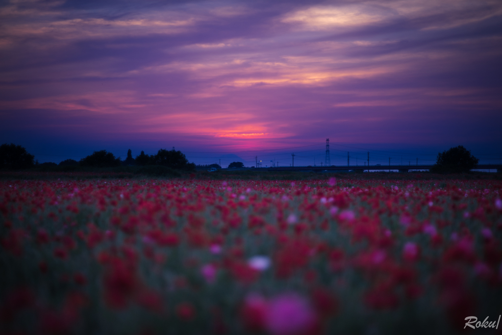 夕焼けのポピー畑