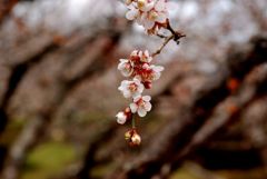 岩本山公園の梅