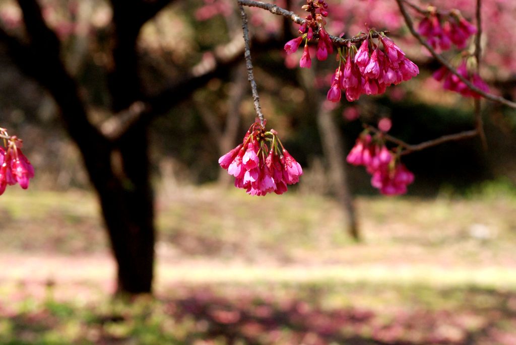 岩本山公園の桜