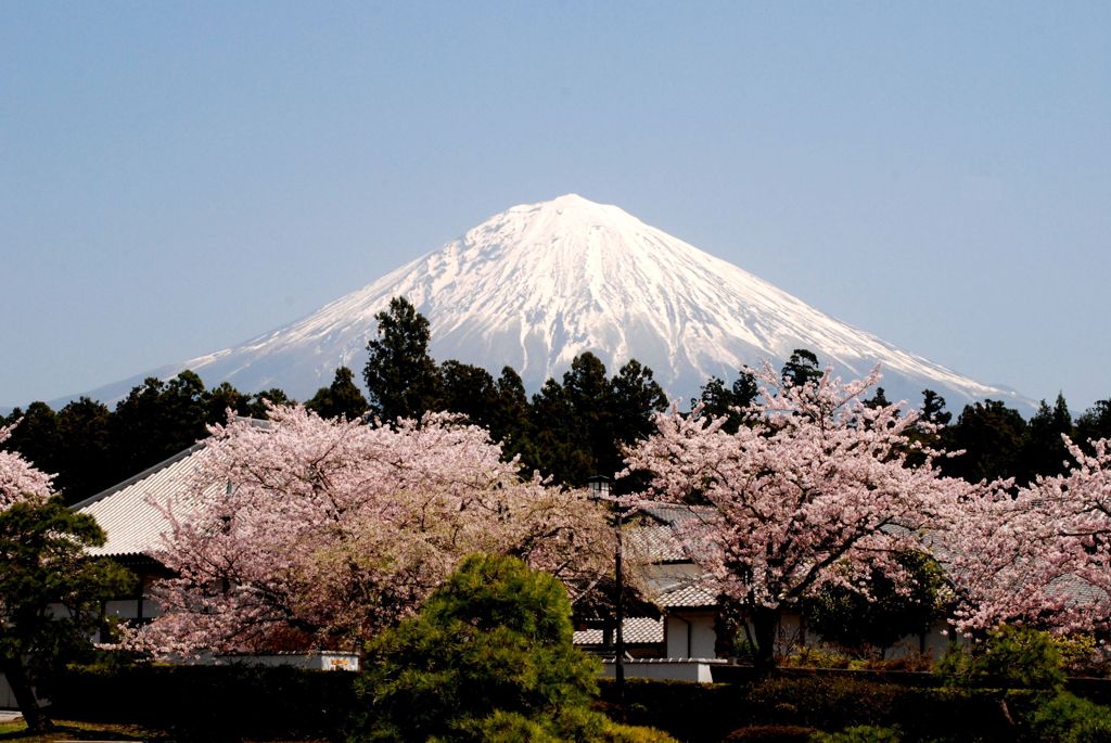 富士宮　大石寺(たいせきじ)