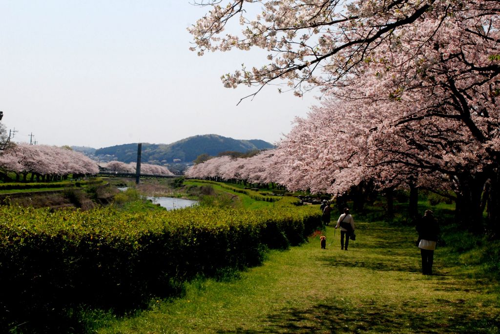 富士宮　潤井川河川敷