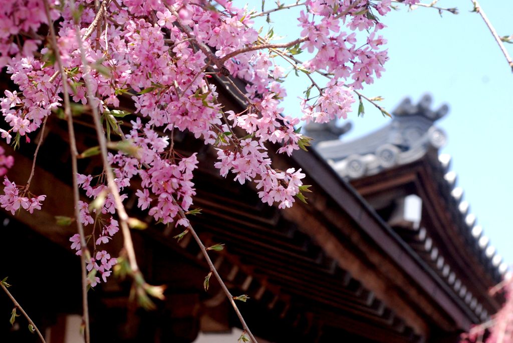 富士宮　大石寺(たいせきじ)