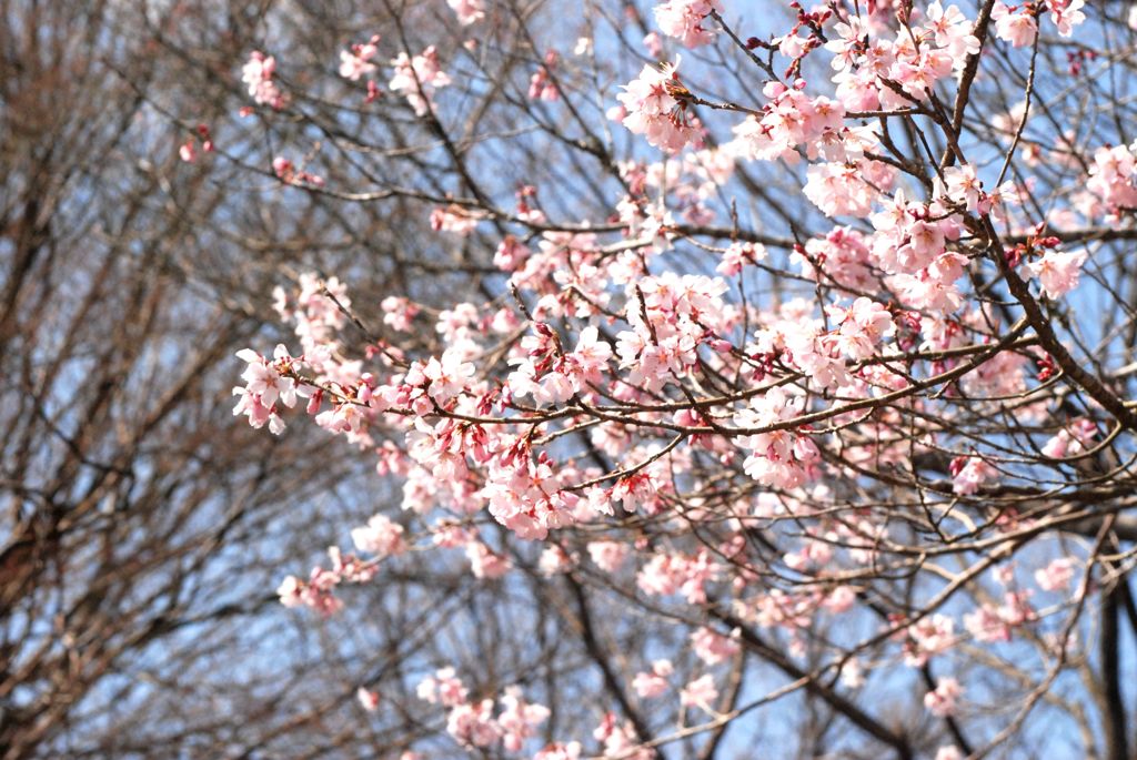 岩本山公園の桜