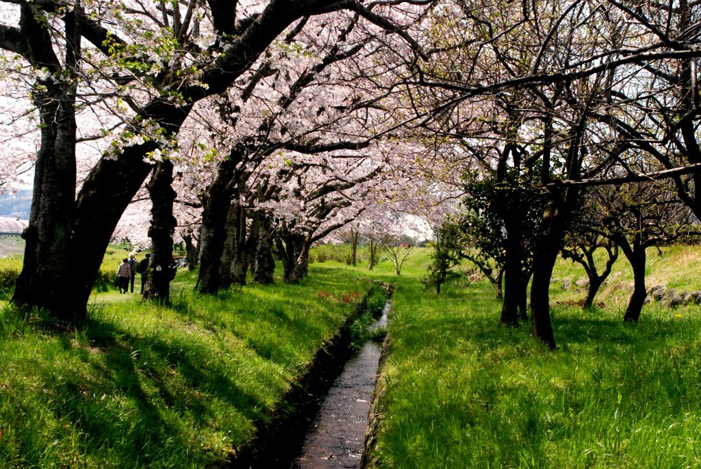 富士宮　潤井川河川敷