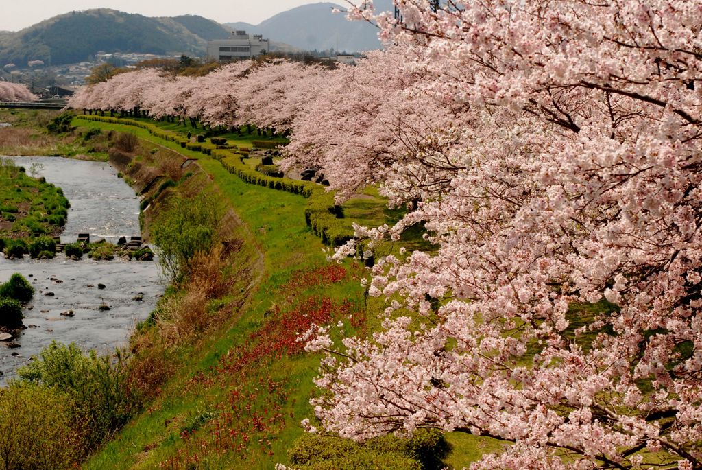 富士宮　潤井川河川敷