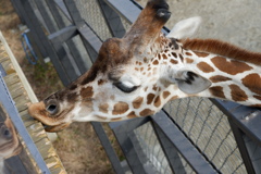 キリン　京都市動物園にて