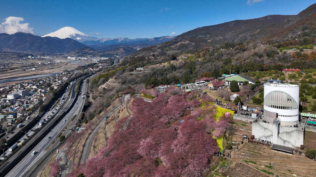 Mt. Fuji 神奈川県 松田町 河津桜 2024年2月12日_0591n