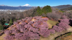 Mt.Fuji 河津桜・大井町ゆめの里2025年3月7日 MAVIC3_005n