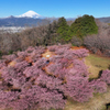 Mt.Fuji 河津桜・大井町ゆめの里2025年3月7日 MAVIC3_005n
