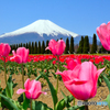 富士山-山中湖花の都公園-2014年5月10日-ニコンD7000-0126cs-