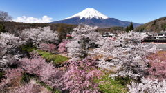 Mt.Fuji 忍野八海 新名庄川の桜 2025年4月21日 MAVIC3_11