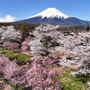 Mt.Fuji 忍野八海 新名庄川の桜 2025年4月21日 MAVIC3_11