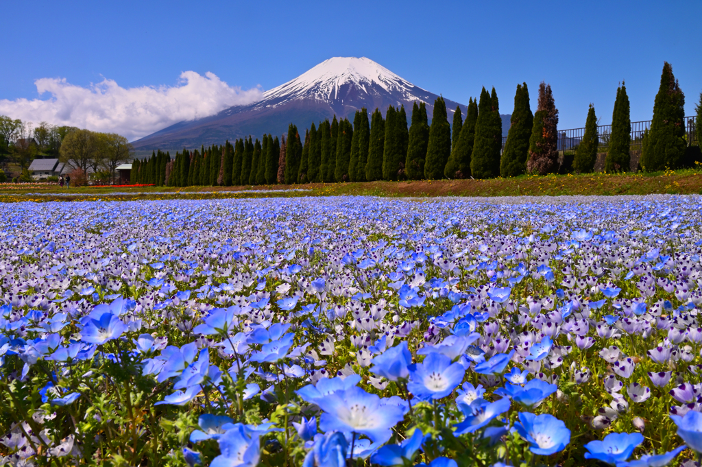 山中湖・花の都公園・ネモフィラ 2023年5月2日 ニコンZ6Ⅱ-1056cs-