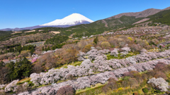 Mt. Fuji 冨士霊園・桜 2025年4月16日_MAVIC3_0019_n